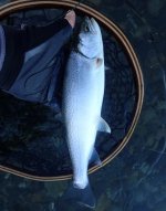 IMG_3068.jpeg