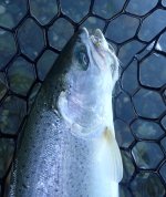 IMG_3071.jpeg