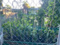 IMG_7586.jpeg