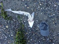 IMG_3065.jpeg