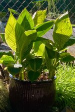 IMG_7587.jpeg