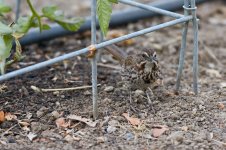 018-Song-Sparrow-071225.jpg 018-Song-Sparrow-071225.jpg