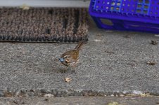 041-Song-Sparrow-071225.jpg 041-Song-Sparrow-071225.jpg