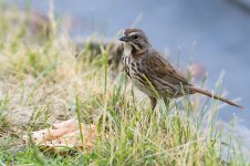 029-Song-Sparrow-071225.jpg 029-Song-Sparrow-071225.jpg