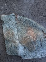IMG_3241.jpeg