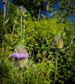 thistle1.jpg