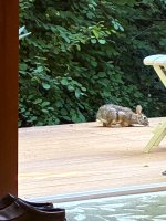 IMG_9276.jpeg