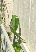 IMG_7610.jpeg
