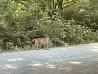 IMG_0953.jpeg