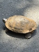 IMG_4201.jpeg