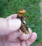 tumblr_nvkbjsqyYa1qf5do9o1_400.gif