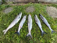 IMG_0446.jpeg