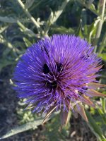 IMG_3576.jpeg