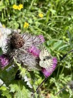 IMG_4154.jpeg IMG_4154.jpeg