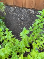 IMG_3431.jpeg