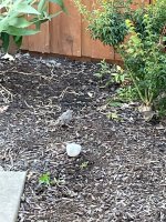 IMG_3429.jpeg