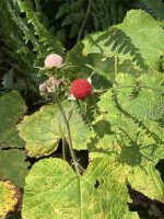 IMG_7568.jpeg IMG_7568.jpeg