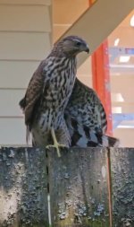 IMG_6238.jpeg