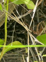 IMG_2565.jpeg