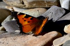 DSC_3416.jpeg