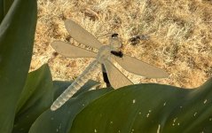 IMG_7907.jpeg