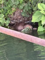 IMG_0581.jpeg