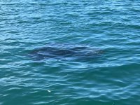 IMG_3249.jpeg