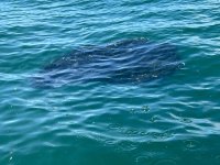 IMG_3250.jpeg