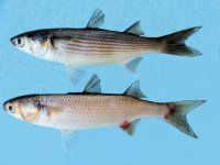 fingermullet.jpg fingermullet.jpg