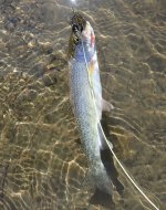 IMG_3295.jpeg IMG_3295.jpeg