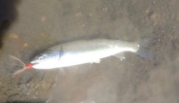 IMG_3299.jpeg IMG_3299.jpeg