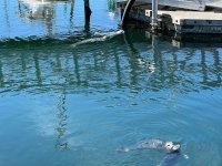 IMG_3310.jpeg