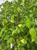 IMG_1511.jpeg