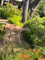 IMG_4509.jpeg