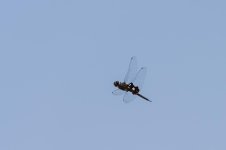 008-Dragonflies-073125.jpg