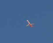 049-Dragonflies-073125.jpg