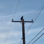 IMG_3330.jpeg