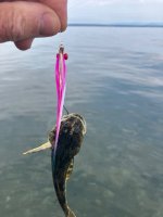FAE83154-B36D-4297-B85A-07C33CB8F0E3.jpeg