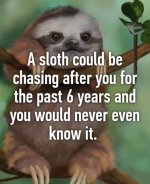 sloth.jpg