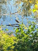 IMG_9398.jpeg