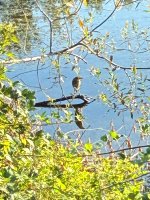 IMG_9402.jpeg