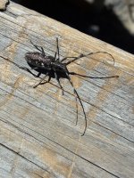 IMG_9370.jpeg