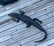 IMG_5656.jpeg