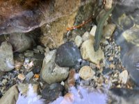 IMG_4541.jpeg