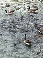 IMG_4642.jpeg
