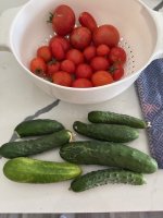 TOMATOES.1.jpg