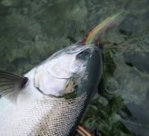 IMG_3442.jpeg