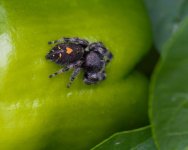 072-Spider-080725.jpg