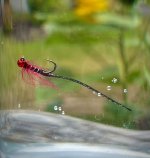 IMG_7039.jpeg