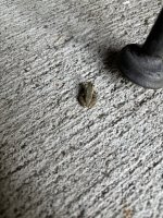 IMG_4622.jpeg